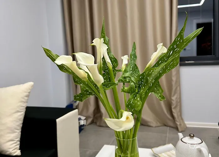 Ppu Appartamento Timisoara