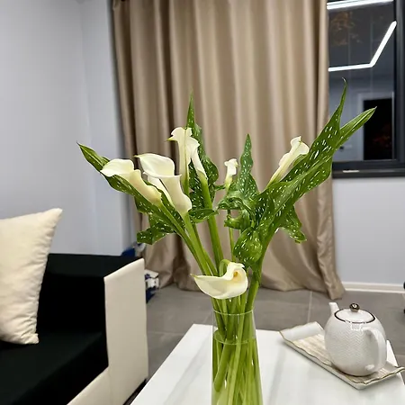 Ppu Apartman Temesvár